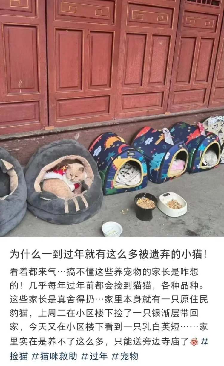 身价上万的宠物年前被扔到街上