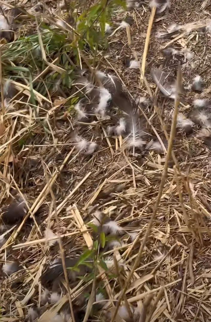 官方确认福来夫妇已死亡