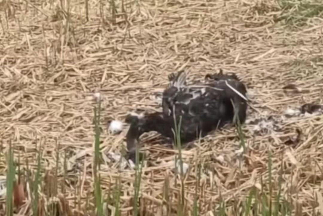 官方确认福来夫妇已死亡